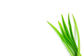 Fresh green pandan leaves isolated on white background