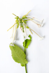 Canvas Print - Flowers and tobacco are blooming  on the white background