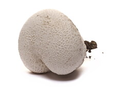 Calvatia Booniana, Western Giant Puffball, Mushroom Isolated On White