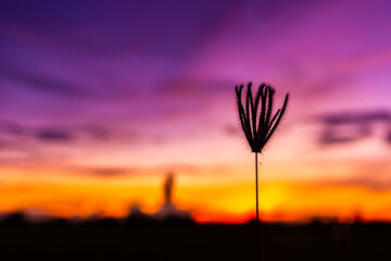 Wall Mural - Amazing.silhouettes of grass flowers on a blurred sunset background.Colorful of nature in the evening.Space for text,Relaxing concept.selection focus.