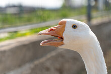 A White Goose Close-up, A Head With An Orange Beak And A Tongue With Sharp Teeth In A Goose Bird