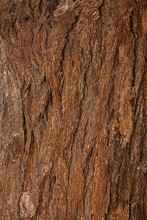 Macro Bark Texture,The Relief Texture Of The Brown Bark Of The Tree With Green Moss On It, The Horizontal Image Of The Bark Texture Reliefs The Creative Texture Of The Old Oak Bark.