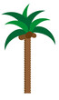 drzewko palma lato upał pogoda wyspa coco kokos orzech 