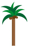 Fototapeta  - drzewko palma lato upał pogoda wyspa coco kokos orzech 