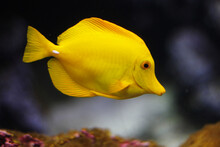 Yellow Fish In Water