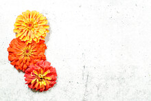 Three Large Zinnia Flowers Are Placed At The Left Of The Image, Allowing Space For Text. Yellow, And Orange Flowers. Concrete Background.