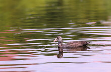 A Baby Coots On A Pond..
