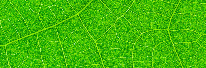 Poster - horizontal green leaf texture for pattern and background,vector illustration