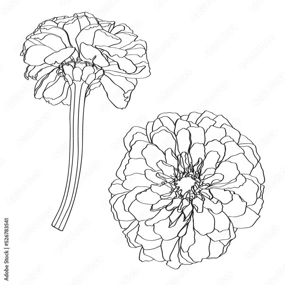 Black and white line drawing of zinnia flowers set. Daisy hand drawn ...