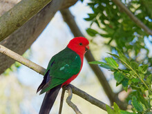 Australian King Parrot (Alisterus Scapularis) At Maitland NSW Australia