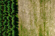 Zielone pola uprawne widziane z góry, rolniczy krajobraz polskiej wsi. 