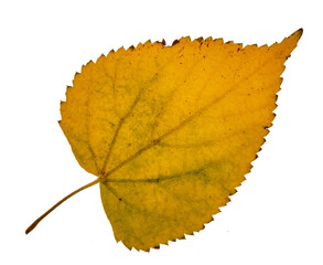 Wall Mural - Autumn birch leaves on a white background
