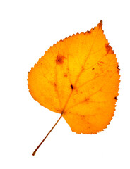 Wall Mural - Autumn birch leaves on a white background