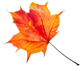 Wall Mural - Autumn maple leaves isolated on white background