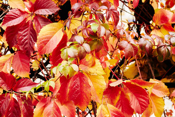 Wall Mural - Red and orange grape leaves in autumn