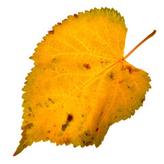 Wall Mural - Autumn birch leaves on a white background