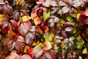 Wall Mural - Colorful background of fallen autumn leaves, red