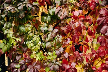 Wall Mural - Colorful background of fallen autumn leaves, red