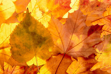 Wall Mural - autumn leaves to the light