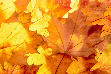 Wall Mural - autumn leaves to the light