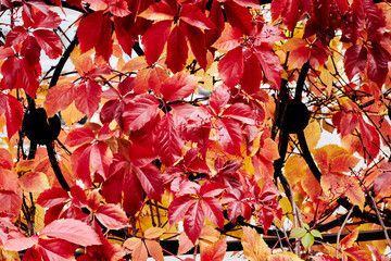 Wall Mural - Red and orange grape leaves in autumn