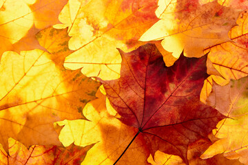 Wall Mural - autumn leaves to the light
