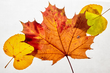 Wall Mural - Autumn maple leaves isolated on white background