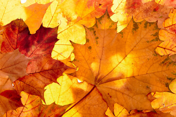 Wall Mural - autumn leaves to the light