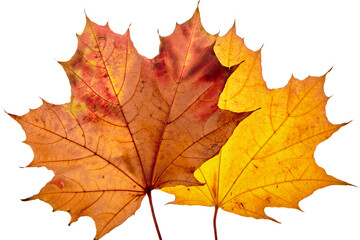 Wall Mural - Autumn maple leaves isolated on white background