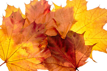 Wall Mural - Autumn maple leaves isolated on white background
