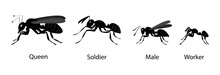 Illustration Of Biology And Animals, Different Types Of Ants Classified According To Its Function, Different Types Of Ants In A Colony, Ant Colonies Are Typically Home To Four Different Types Of Ant