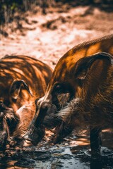 Poster - Vertical shot of a red river hog