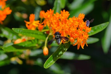 Poster - Shallow focus shot of bumblebees collecting nectar from orange milkweed flowers with blur background