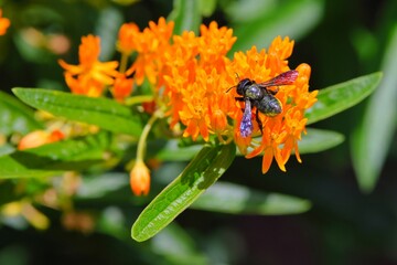 Poster - Bumblebee collecting nectar from orange milkweed flowers in the garden