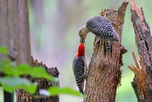 Male Red Bellied Woodpecker Clinging To Broken Tree Trunk Feeding His Female