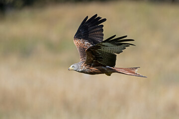 Wall Mural - Red Kite (Milvus milvus) flying low over farmland