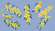 Acacia saligna wattle tree. Acacia flowers of spring
