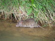 roedor de grandes ojos negros, orejas redondas, pelaje gris, larga cola, en el canal acuático del pla de urgell, lérida