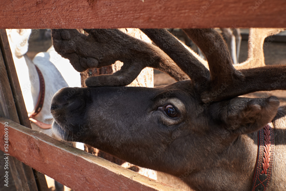 also known as spotted deer, chital deer, and axis deer, is a deer ...