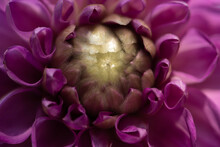 Close Up Of A Purple Dahlia Flower