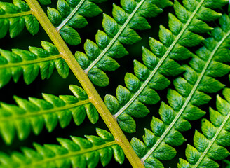 Wall Mural - An abstract natural background of leaves.