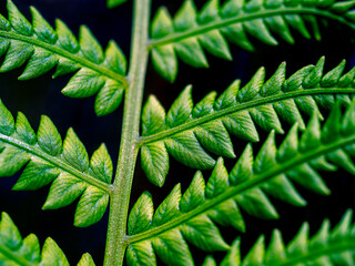 Wall Mural - An abstract natural background of leaves.