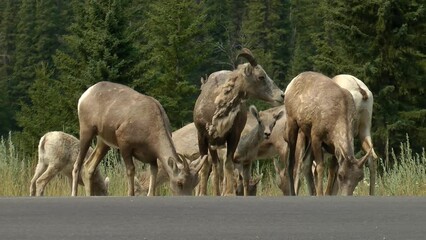 mountain goat family near the road, north america north america wildlife and nature, 2022
