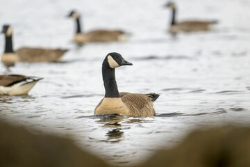 Canvas Print - Selective focus shot of a Canada goose swimming in the water