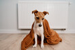 Dog freezing in living room in winter season, Pet sit near heating radiator under blanket to keep warm, Rising costs in private households due to energy crisis and inflation