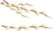 Catkin or Ament Slim, Cylindrical Flower Cluster PNG Isolated Transparent Background Illustration.