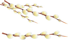 Catkin Or Ament Slim, Cylindrical Flower Cluster PNG Isolated Transparent Background Illustration.