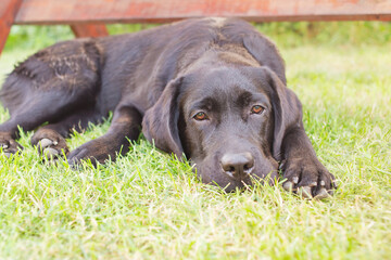 Sticker - A black Labrador retriever dog lies on a green lawn. The dog is resting.