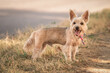 Yorkshire terrier on a walk outdoors on a sunny day.
