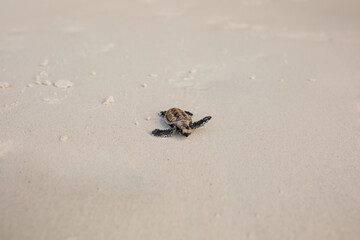 Wall Mural - Little Sea Turtle Cub, Crawls along the Sandy shore in the direction of the ocean to Survive, Hatched, New Life, Saves, Way to life, Tropical Seychelles, footprints in the sand, forward to a new life